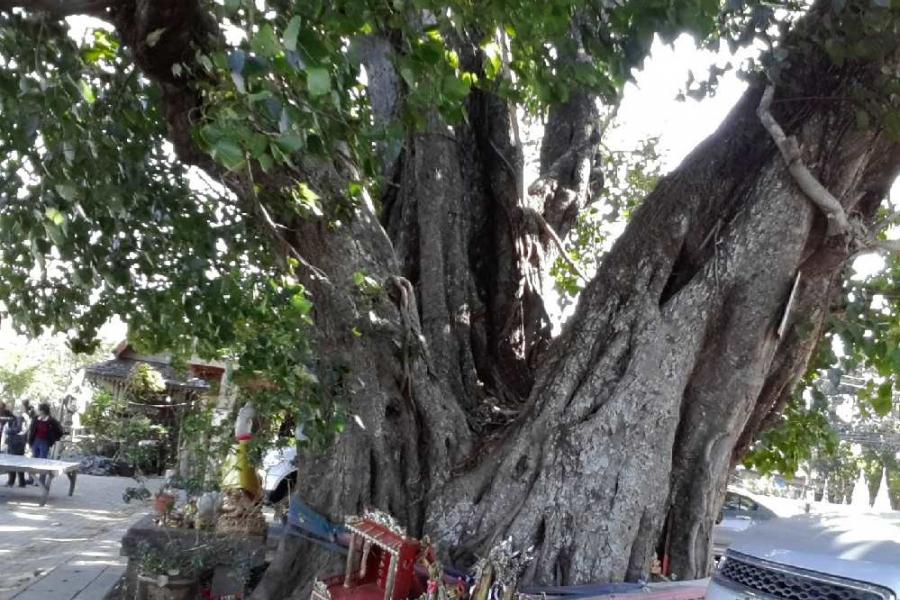 tree worshipping