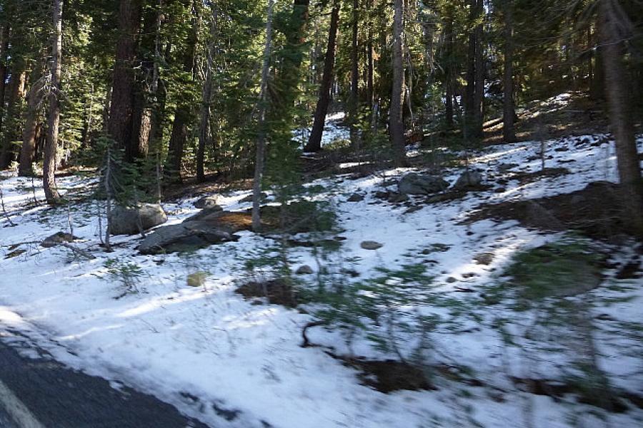 Fresh snow in Yosemite NP