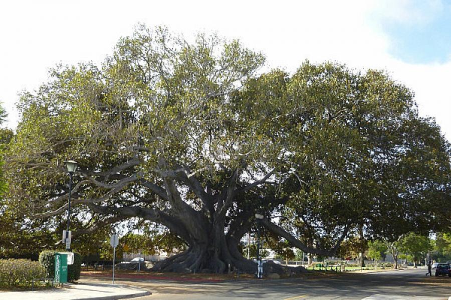 Morton Bay fig at Santa Barbara with Mike below