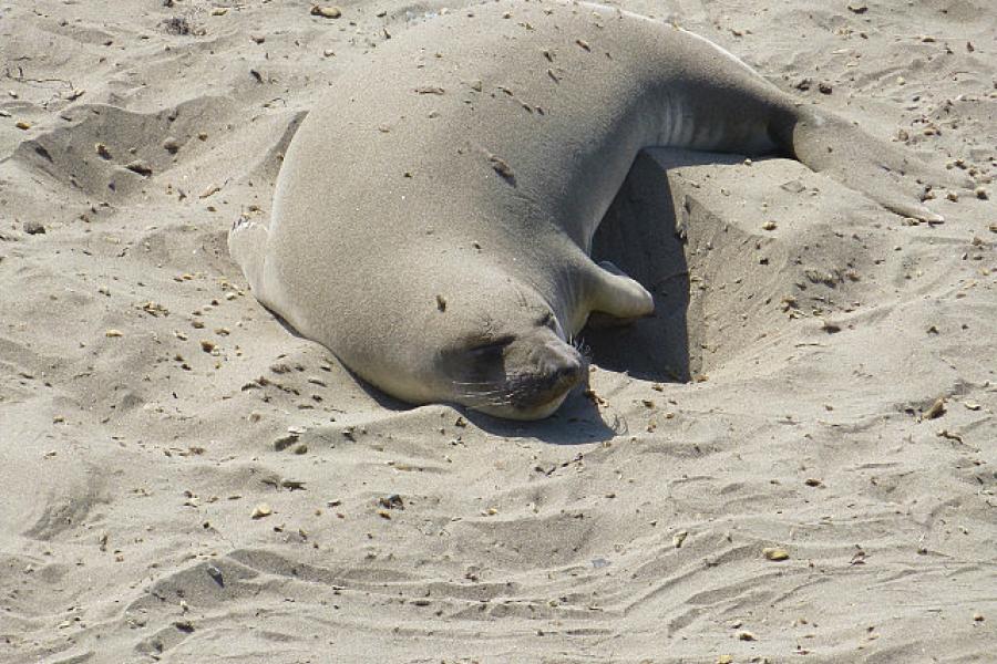 Sea lion hard at work