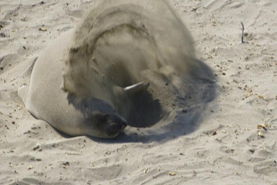 Sea lion sand bath