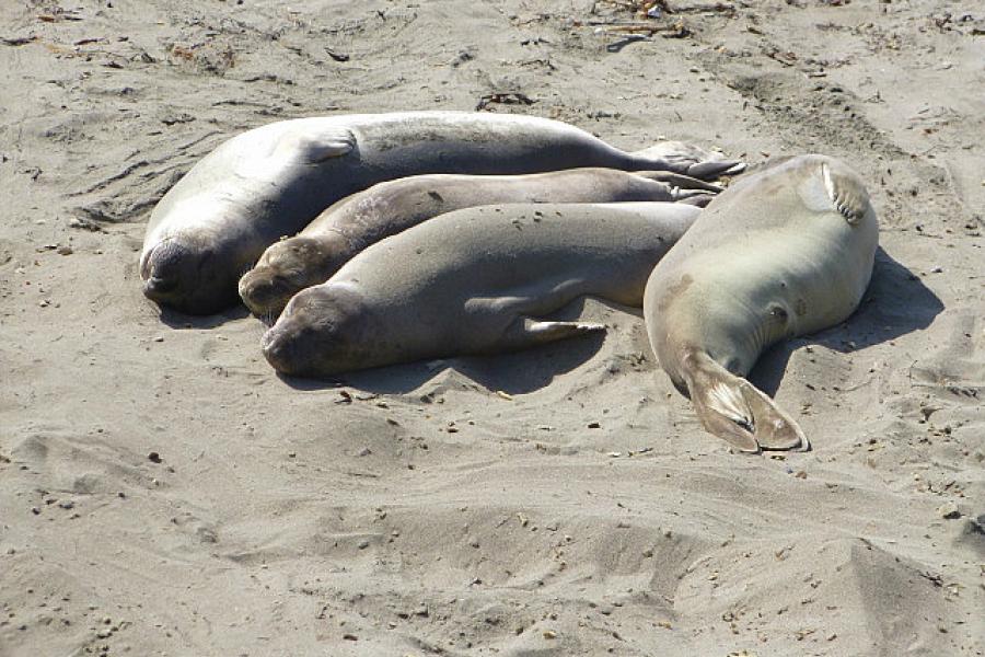 Sea lions near the Big Sur