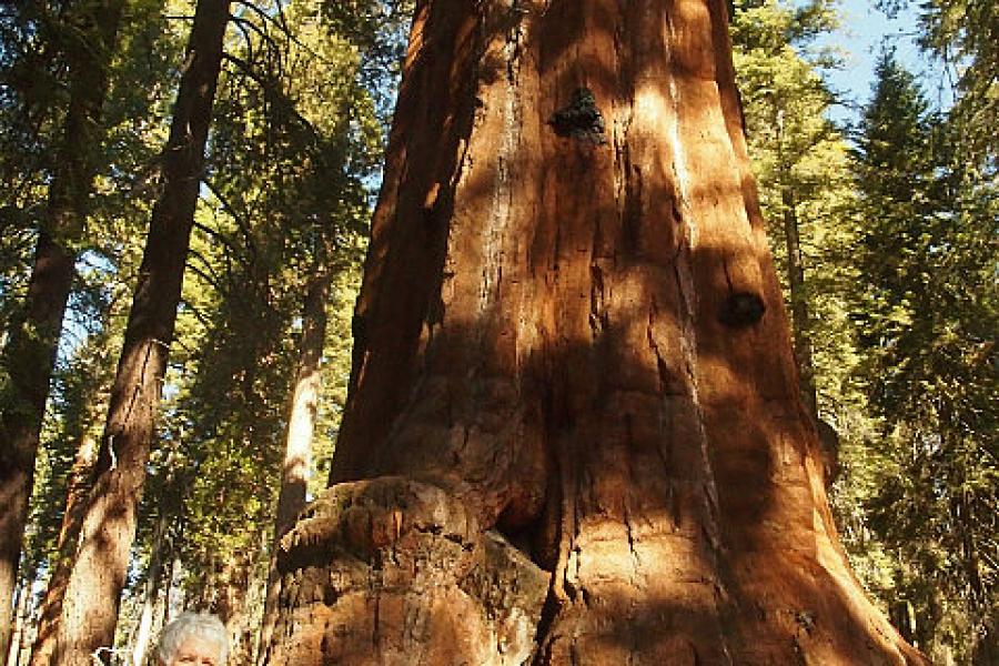 Jo meets bloody big tree