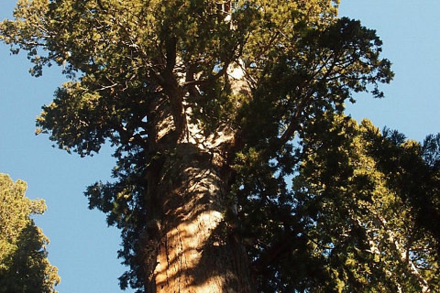 The General Grand giant sequoia