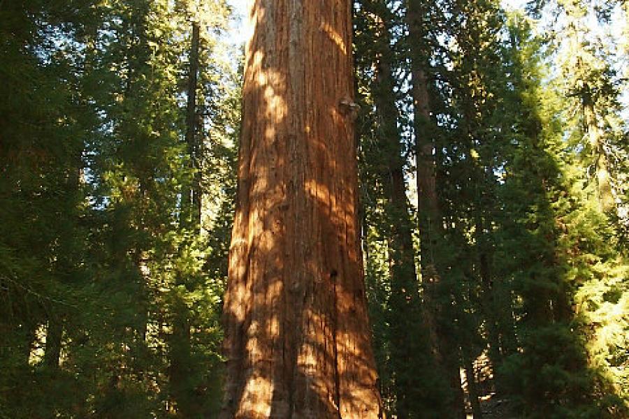 Tourist get a photo with the big tree