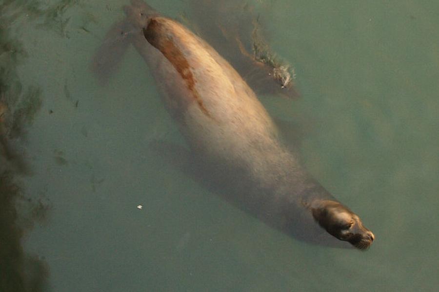 Morro Bay CA local looking for a feed