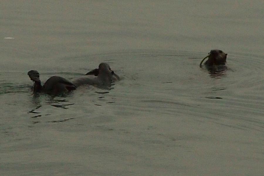 Sea otters close to shore at Morro Bay CA