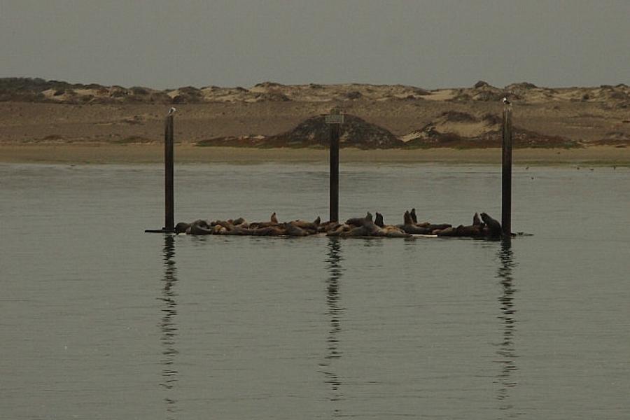 Seals lay up at Morro Bay CA