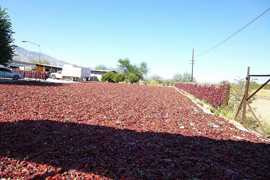 Drying chillies in Sonora