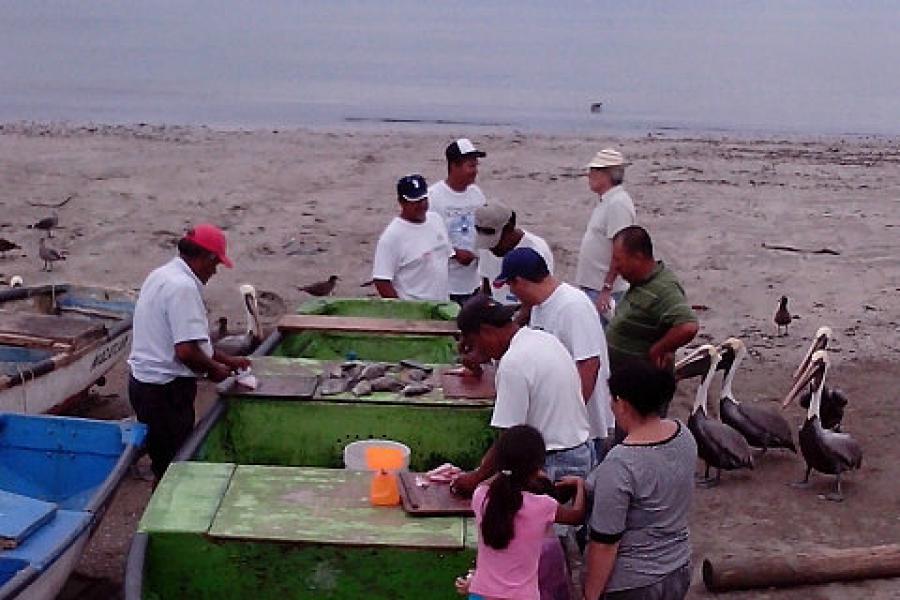 Pelicans wait for the scraps, Mazatlan