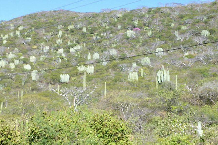 The hight desert near Oaxaca