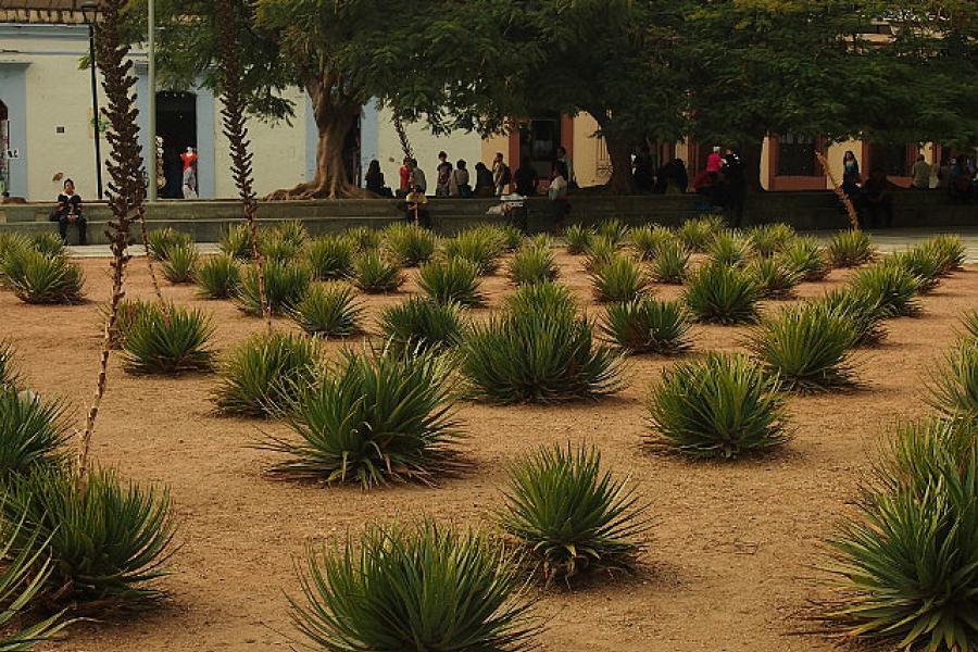 A well tended garden in Oaxaca