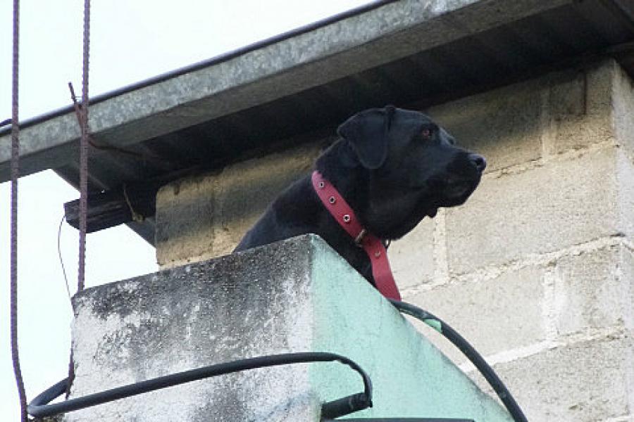 Huehue lab, guarding the house