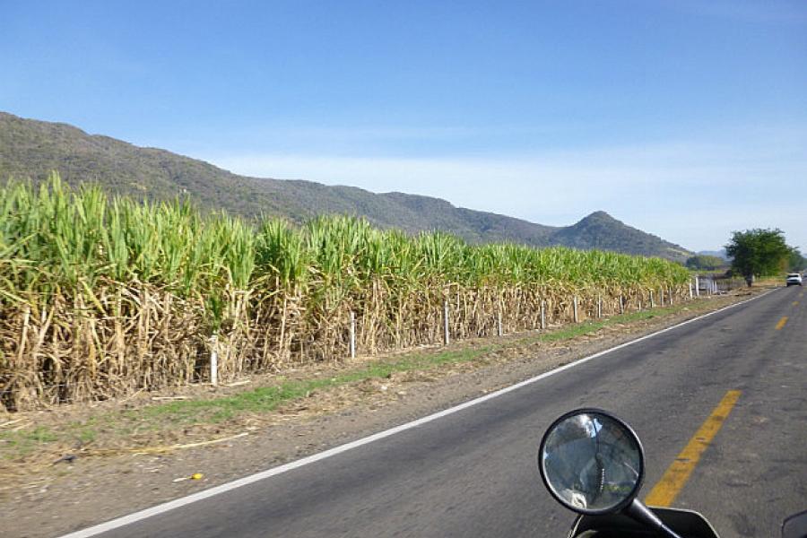 Sugar cane country has a familiar Queensland smell