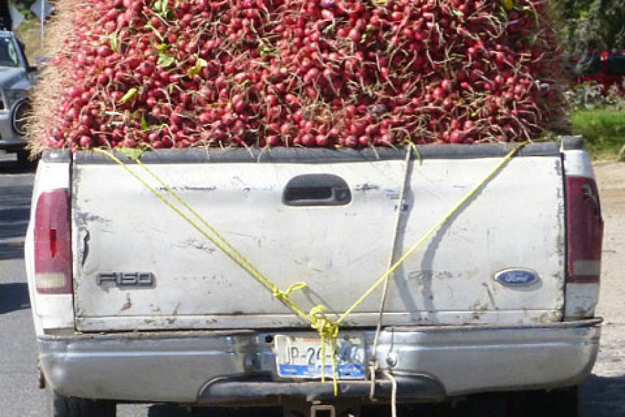 The worlds supply of radishes heads to market