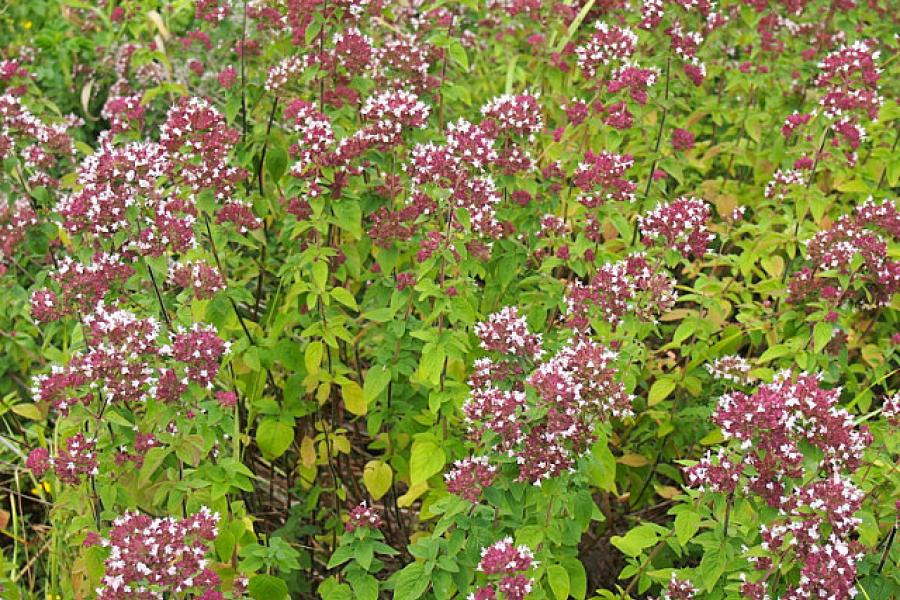 Summer wildflowers are everywhere