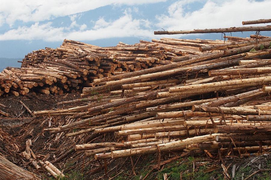 Timber is big business in British Columbia