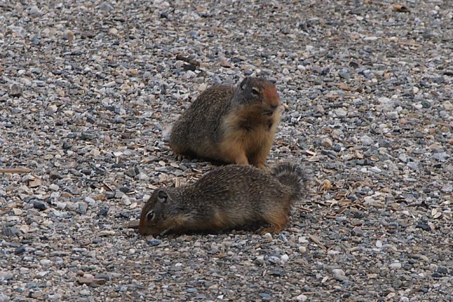 Ground squirrels