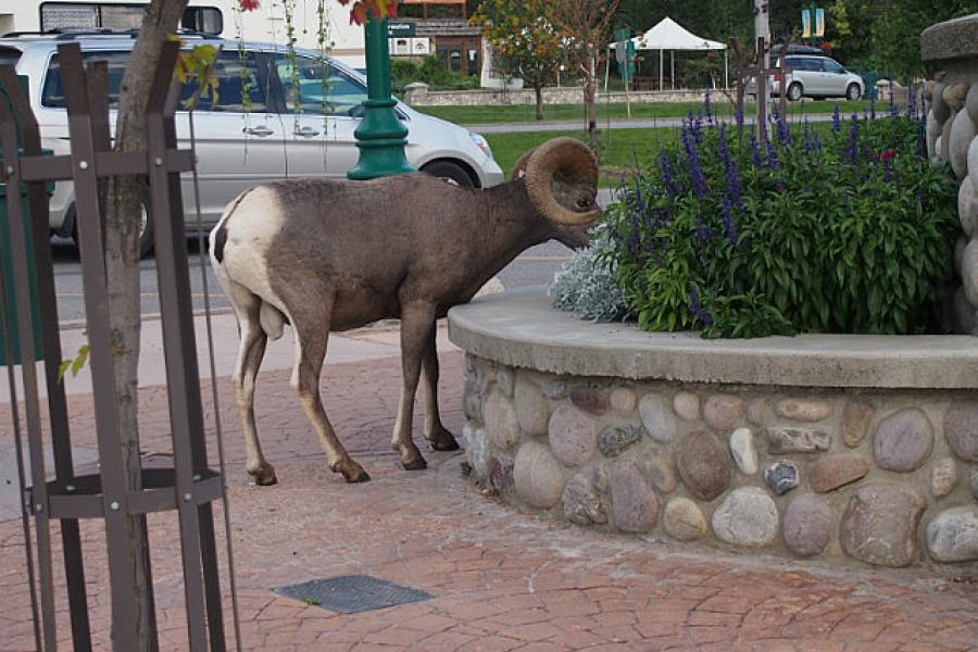 Big horned sheep come to town