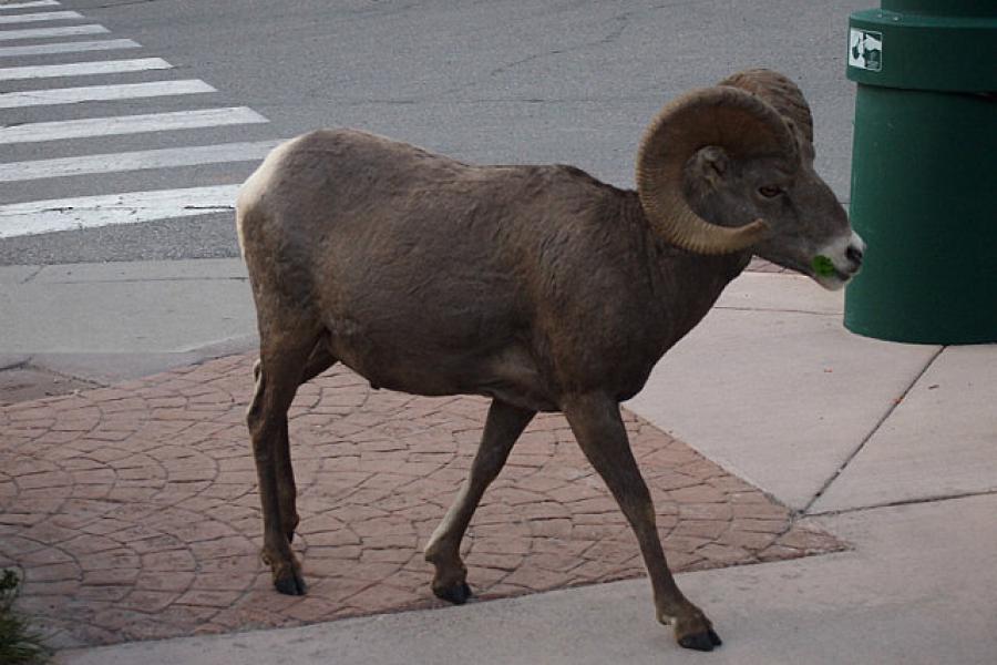 Big  horned sheep have right of way