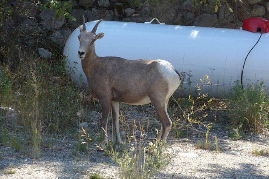 Big horned sheep in the village of Radium BC