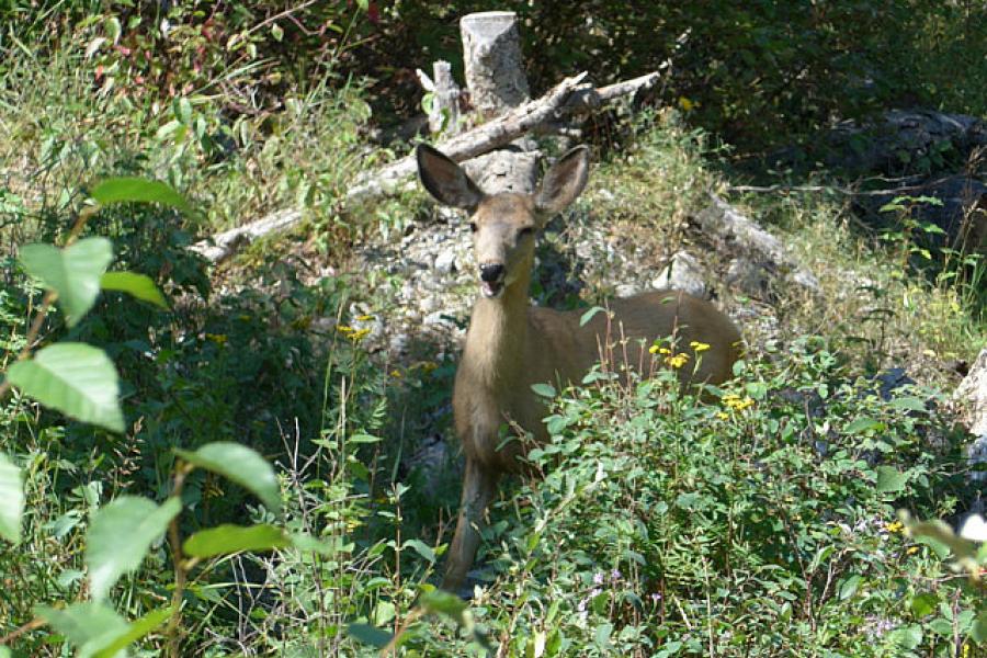 More deer near Radium