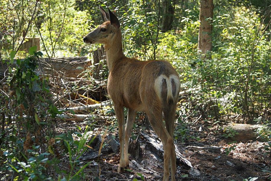 Deer, near Radium BC