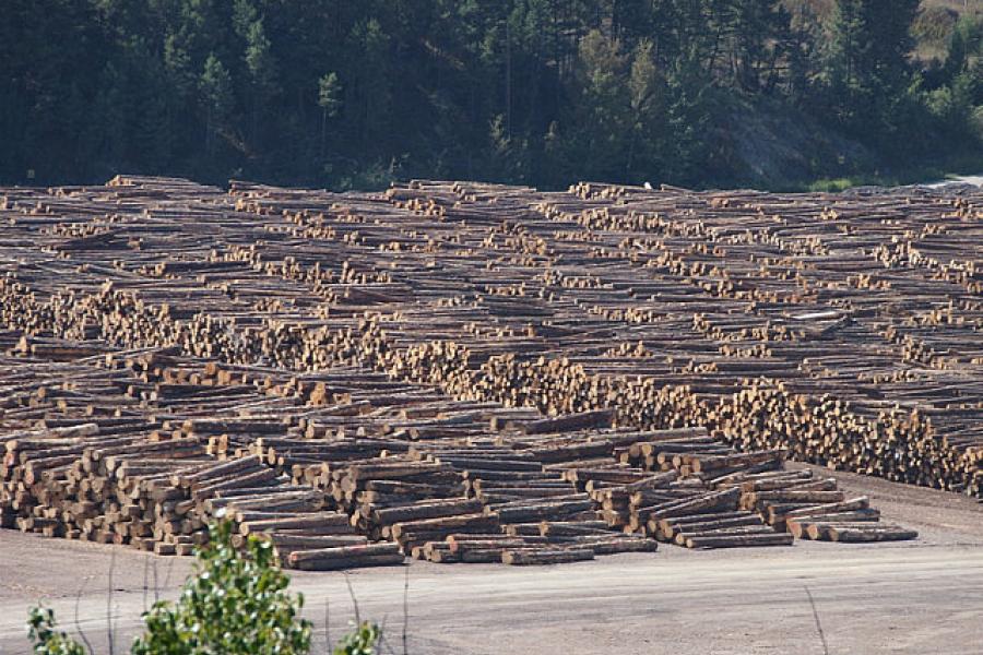 Hectares of logs stockpiled for winter processing