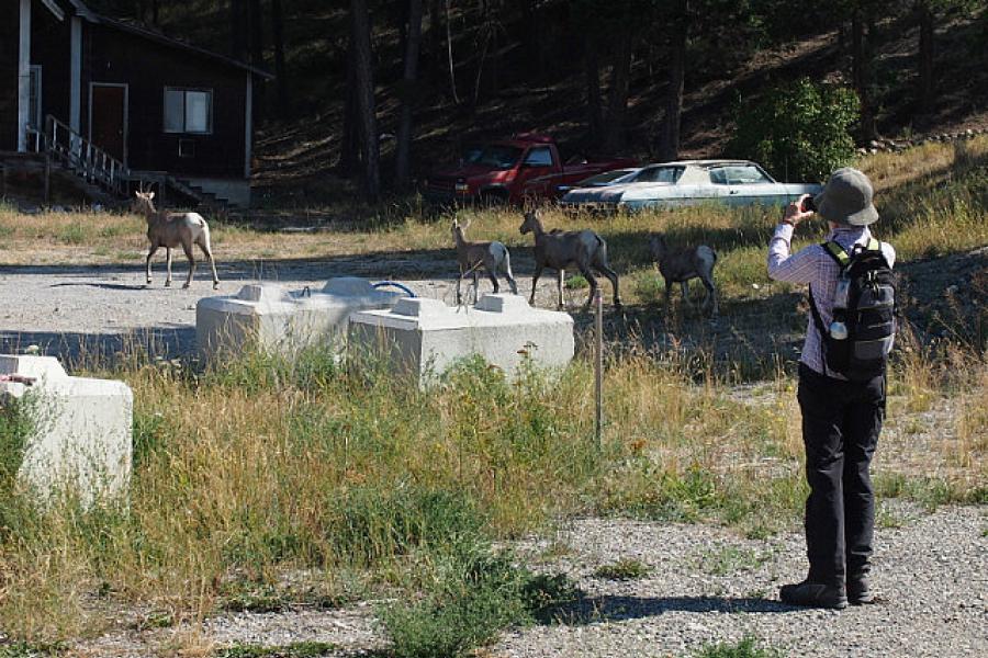 Jo gets a close up of a big horned sheep 