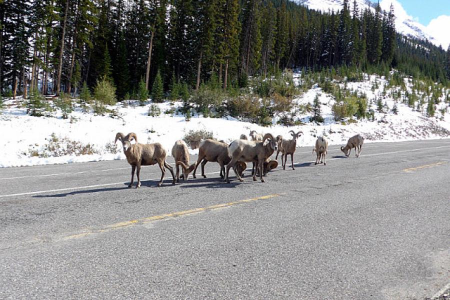 Mountian sheep on Route 40, Alberta