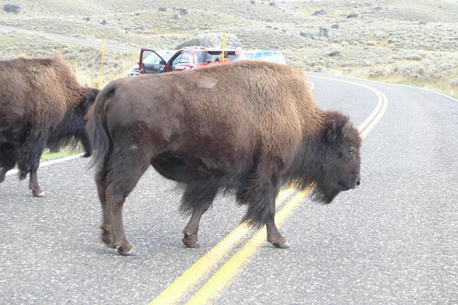 Bison have right of way, naturally