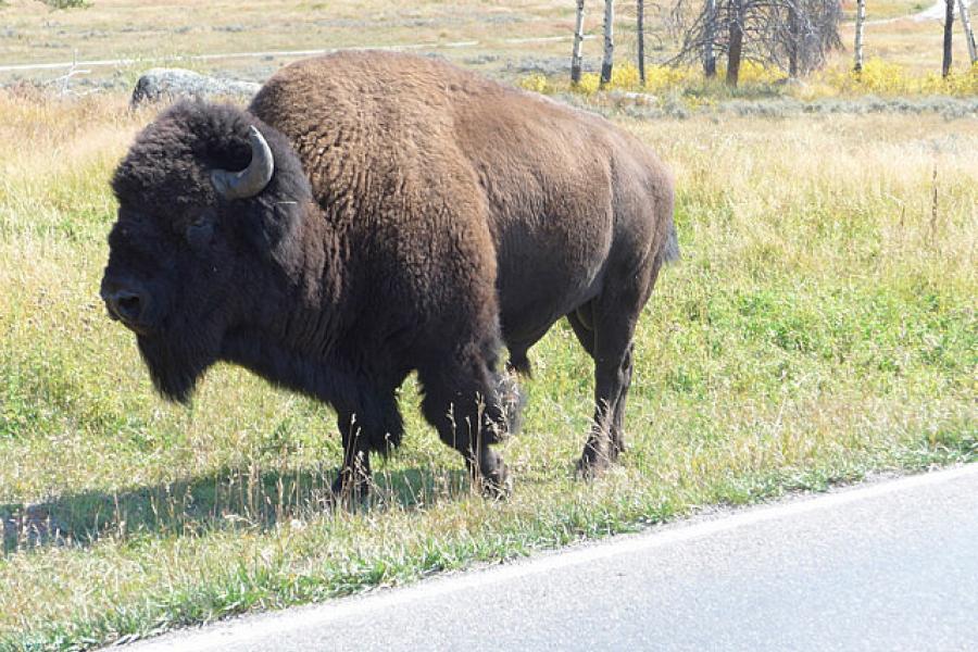 Bison