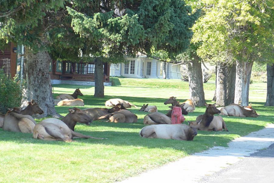 Elk in Yellowstone NP are tame enough