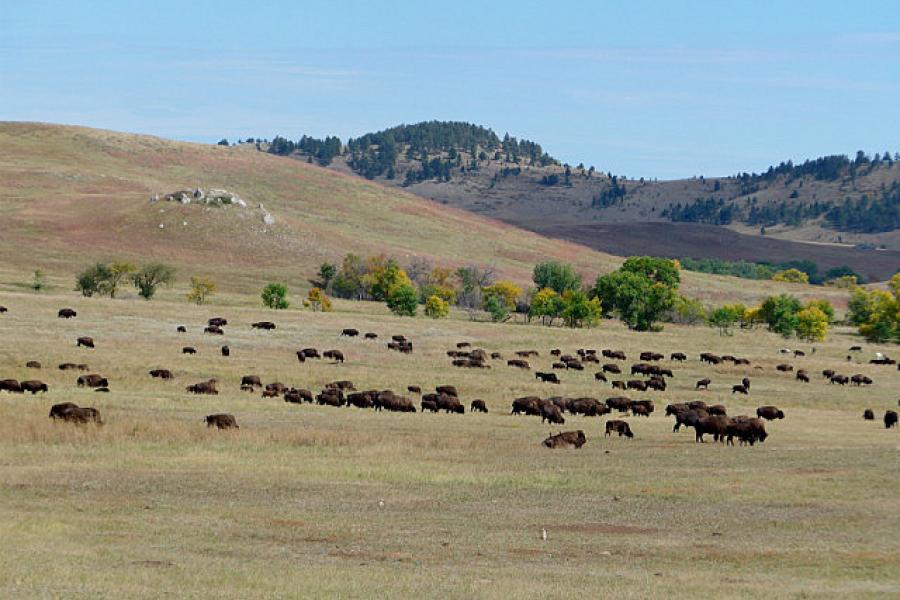 More bison in the Black Hills