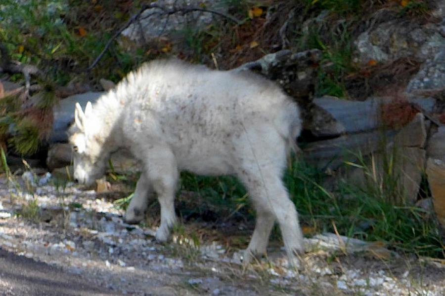 A Rocky Mountain goat