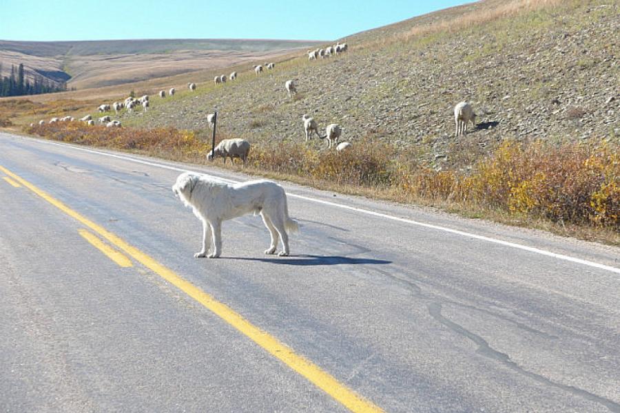 This sheepdog was asleep on the road