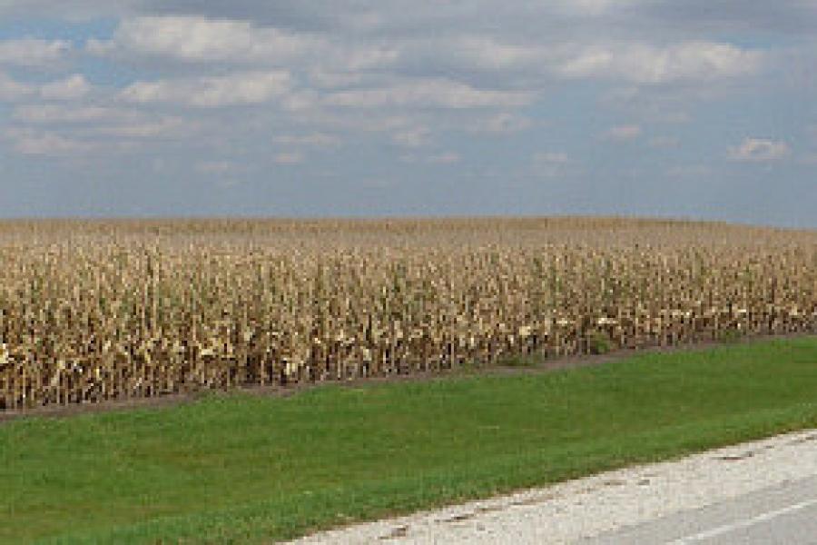 Corn from horizon to horizon