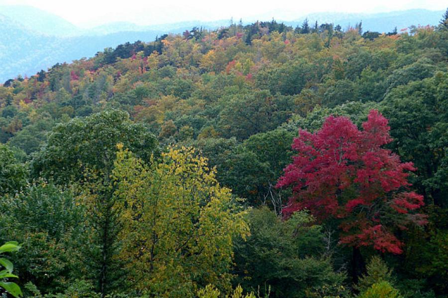 The Fall colour show was just starting