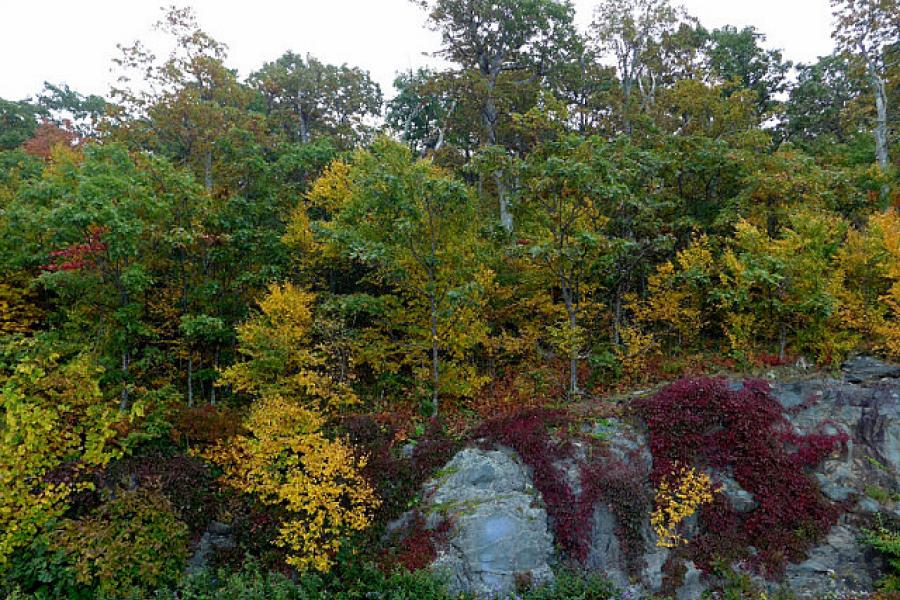 The leaves turning along the Blue Ridge Parkway