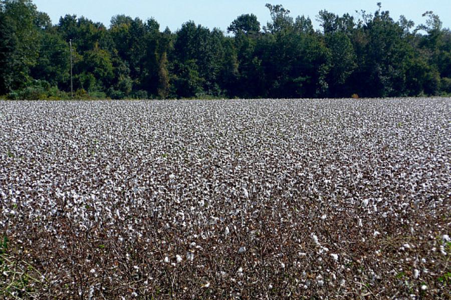 Alabama cotton