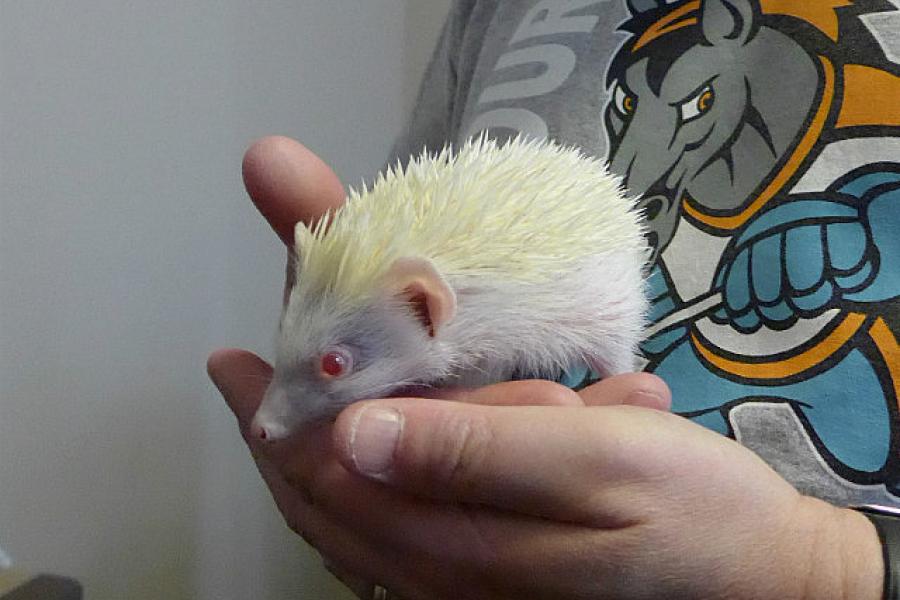 Russ and albino porcupine