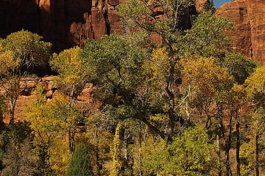 North fork of the Virgin River, Zion NP