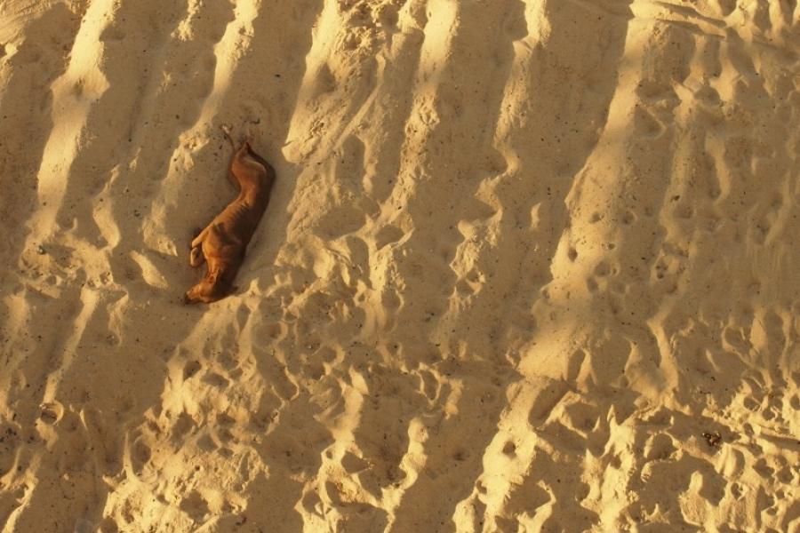 A San Felipe dog asleep in the shade