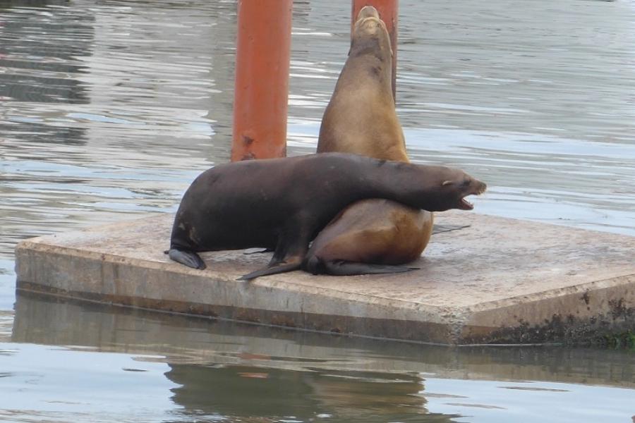 Ensenada harbour, Bajo CS