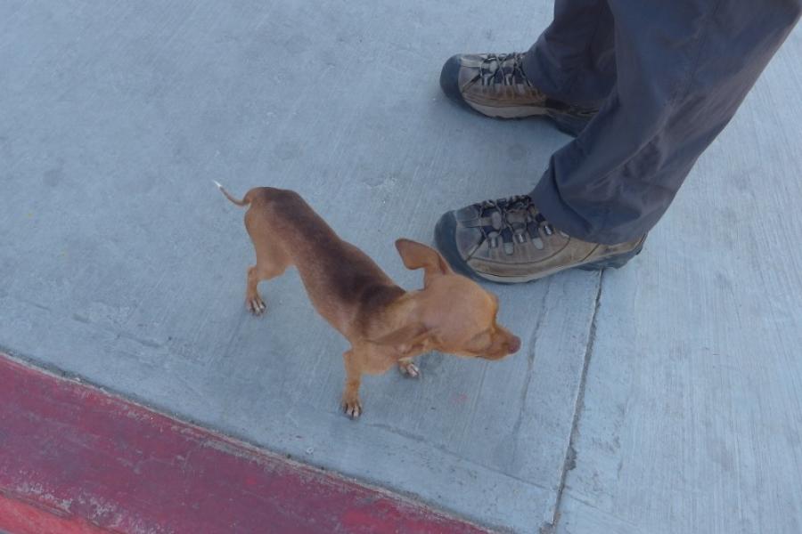 A proper Mexican dog in La Paz