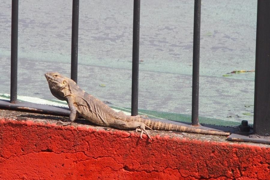 One of the locals, El Fuerte