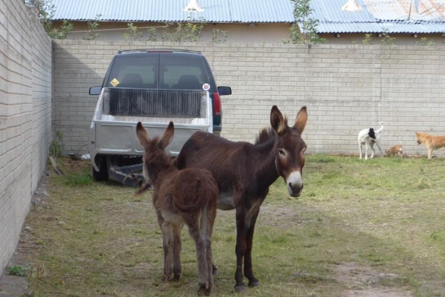 These two lawn mowers were next to our hotel in Creel