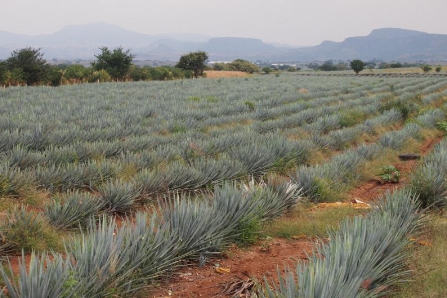 Agave crop