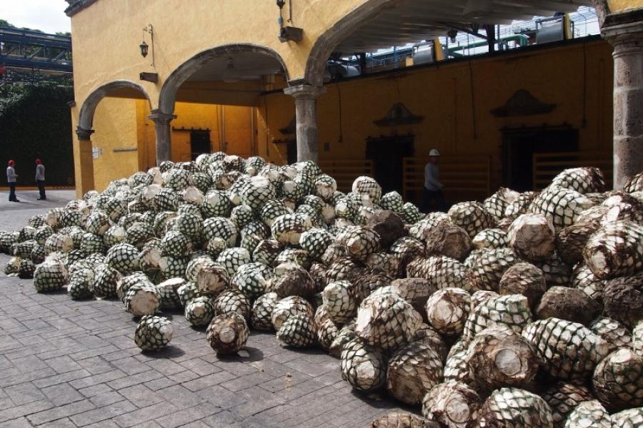 Agave hearts waiting for roasting