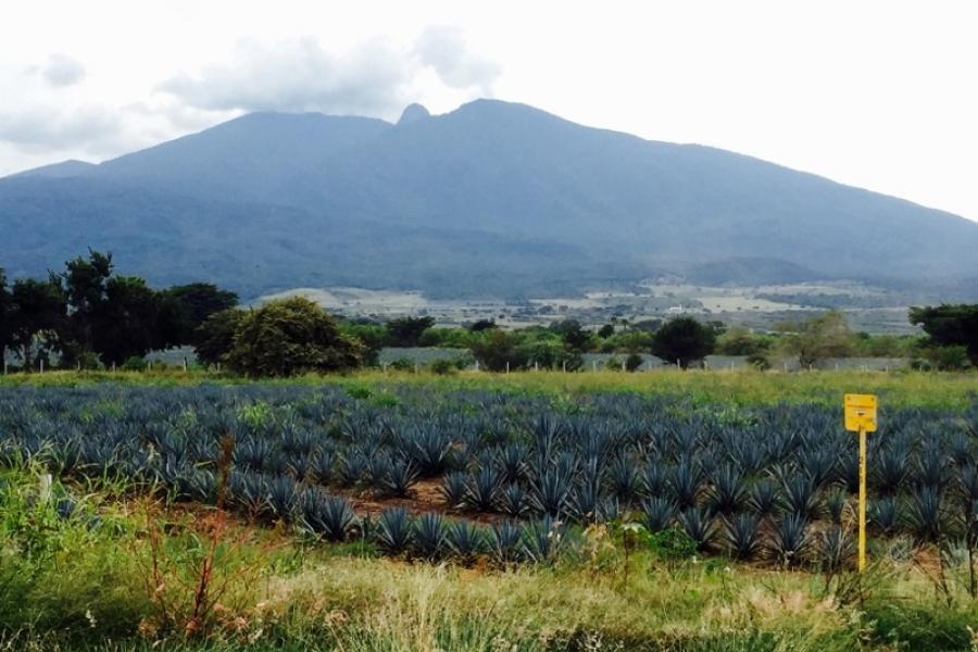 Mount Tequila rises behind the town